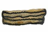 Mammoth Molar Slice With Case - South Carolina #106512-1